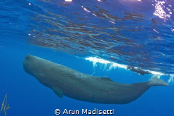 Snorkeler and Sperm Whale. taken under permit. by Arun Madisetti 
